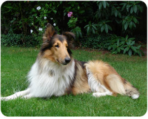 MDR1 3 collie