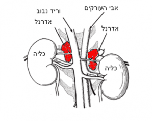 adrenals