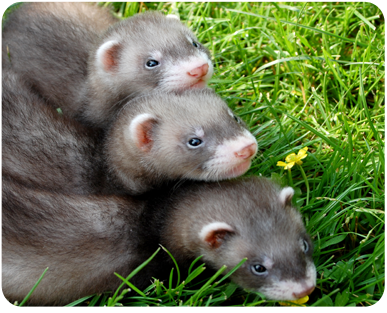 ferret1
