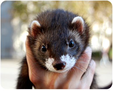 ferret2