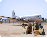 fly with your pet