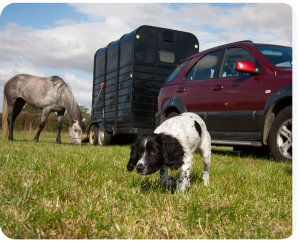 grass_eating2