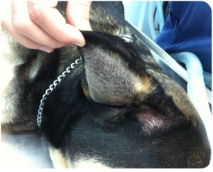 hematoma 1 big