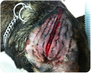 hematoma 2 big