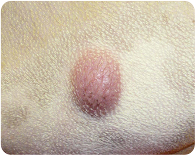 mast cell tumor dog