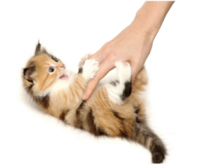newkitty