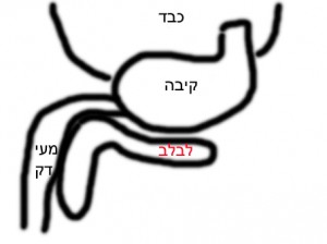 לבלב