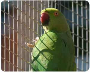 parot2