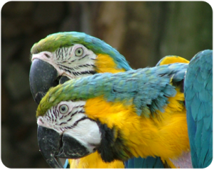 parot4