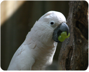 parot5