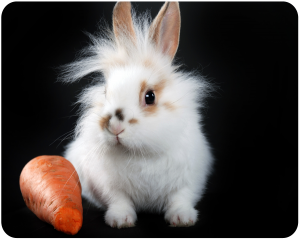 rabbit 3