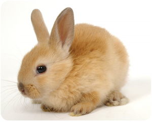 rabbit1