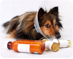 sickdog
