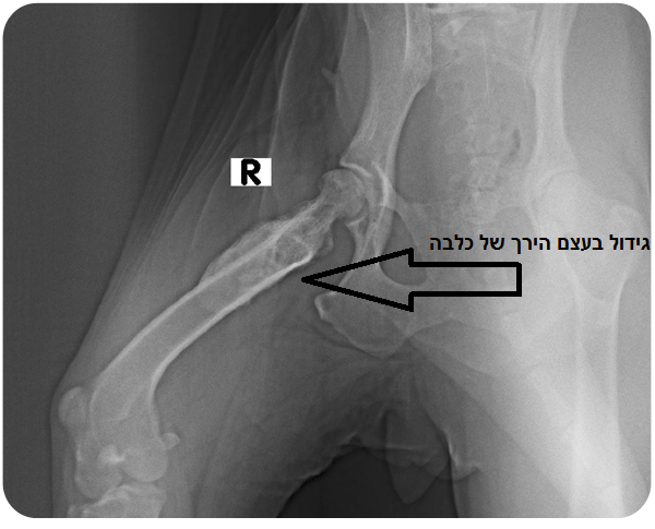 x-ray bone mass